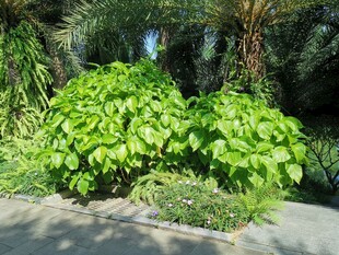 绿叶繁茂的户外植物景观