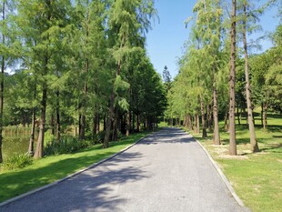 林间幽静小路