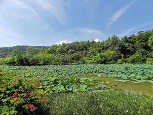 荷塘绿野间的自然景致