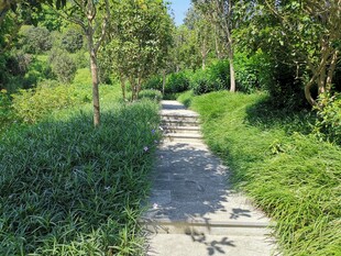 林间石板小径
