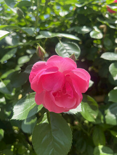 娇艳粉色月季花