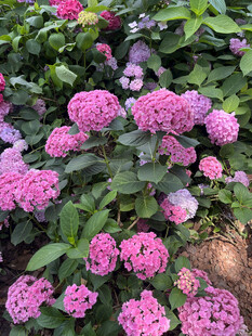 粉色绣球花绽放美景