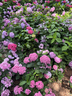 缤纷绣球花海