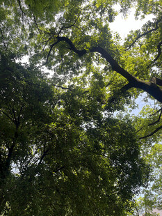 茂密树林中的繁茂枝叶