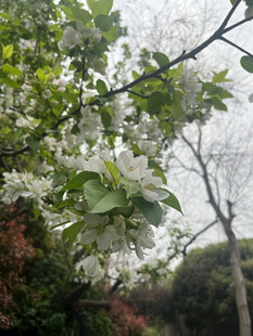 枝头绽放的洁白花朵
