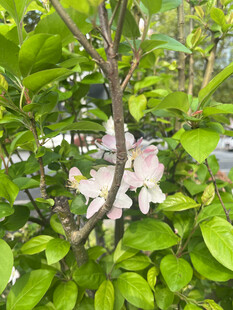 绿叶间绽放的素雅花朵