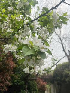 枝头绽放的洁白花朵