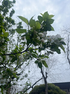 枝头绿叶与白花
