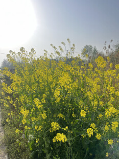 春日油菜花田美景