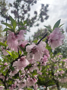 春日绽放的粉嫩桃花枝