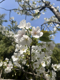 枝头绽放的洁白花朵