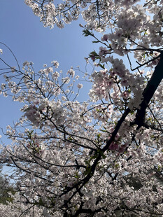 春日繁花满枝樱花绽放