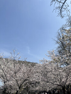 春日烂漫樱花树景