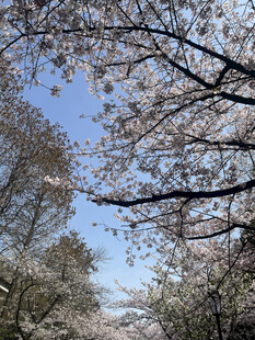 春日繁花盛开的林间景象