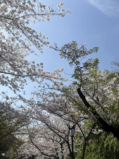春日烂漫樱花树景