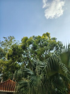 蓝天绿树间的自然景致