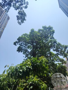 城市中茂盛的高大绿树