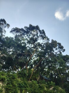 山林树梢与蓝天
