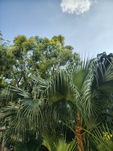 热带绿植风景