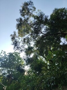 仰望葱郁树冠蓝天景致