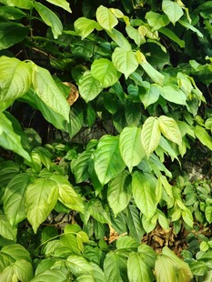 翠绿繁茂的植物叶片