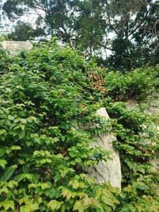 绿意盎然的岩石植物景观