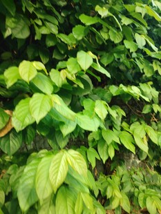 翠绿繁茂的植物叶片