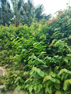 繁茂绿植景观