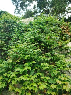翠绿爬山虎覆盖墙面