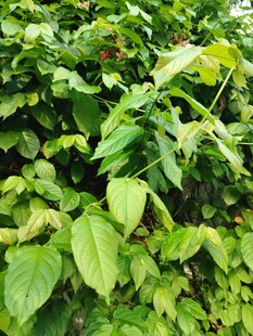 翠绿繁茂的植物叶片