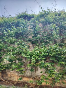 爬满绿植