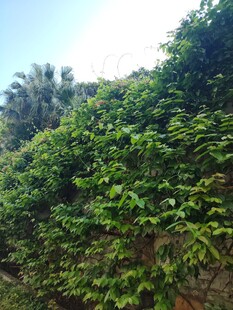 繁茂绿植覆盖的自然景象