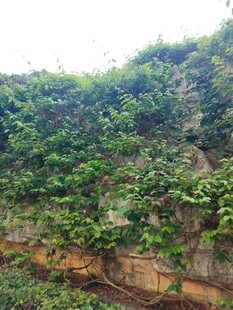 石墙上繁茂的绿色藤蔓