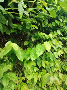翠绿繁茂的植物叶片