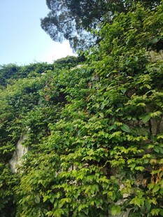 繁茂绿植