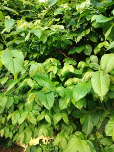 翠绿繁茂的植物叶片