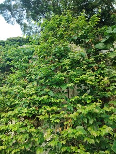 翠绿繁茂的爬墙绿植景观