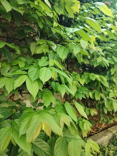翠绿藤蔓植物生机盎然