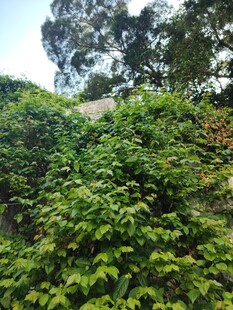 绿意盎然的繁茂植物墙