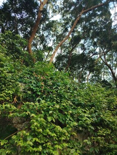繁茂绿植覆盖的林间景象