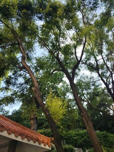 绿树红瓦下的自然景致