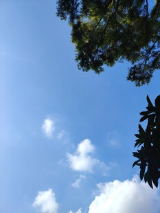 蓝天绿树间的悠然景致