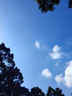 蓝天绿树间的悠然景致