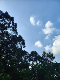 蓝天绿树间的白云景致