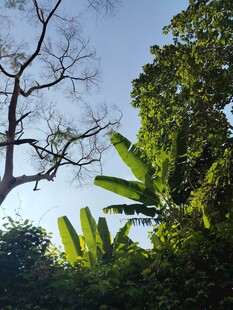 丛林中的蓝天与繁茂植物