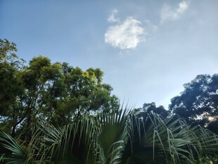 蓝天绿树间的清新景致