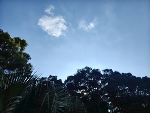 蓝天绿树间的清新景致