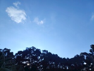 蓝天绿树间的清新景致