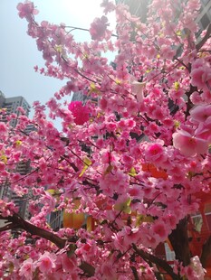 盛开的粉色繁花美景