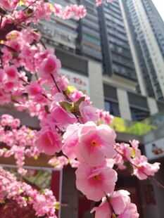 城市中绽放的娇艳粉樱花